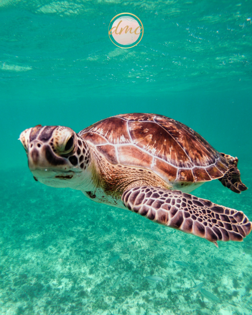 Turtle swimming in the ocean